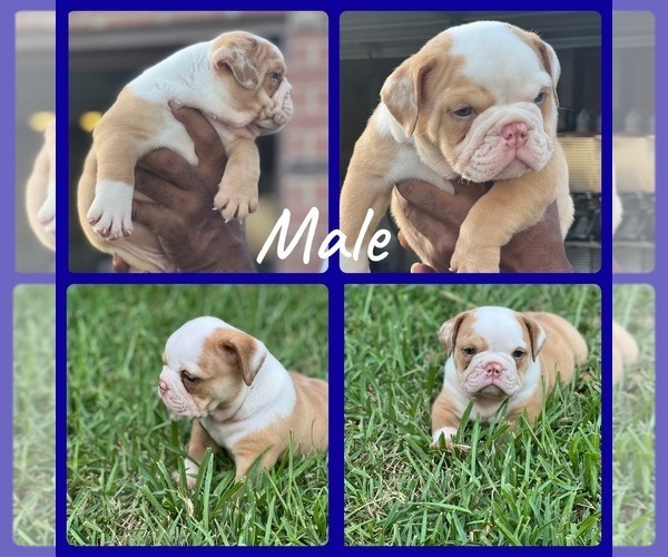 Medium Photo #1 English Bulldog Puppy For Sale in CEDAR HILL, TX, USA