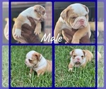 Small Photo #1 English Bulldog Puppy For Sale in CEDAR HILL, TX, USA