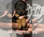 Small #4 Doberman Pinscher