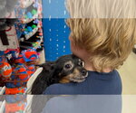 Small #2 Chihuahua