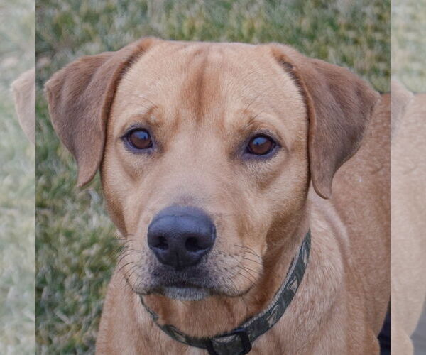 Medium Photo #6 Labrador Retriever-Rhodesian Ridgeback Mix Puppy For Sale in Huntley, IL, USA