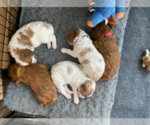 Small Photo #1 Cavapoo Puppy For Sale in NORTHWOODS, IL, USA