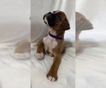 Puppy Puppy 3 Boxer