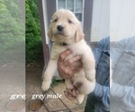 Small Photo #1 Golden Retriever Puppy For Sale in BENTON, IL, USA
