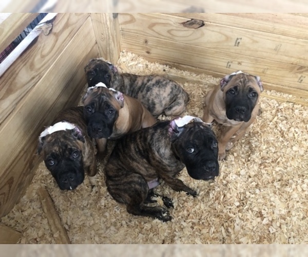 Medium Photo #19 Cane Corso Puppy For Sale in BEECH GROVE, IN, USA