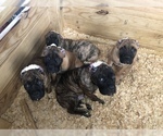Small Photo #19 Cane Corso Puppy For Sale in BEECH GROVE, IN, USA