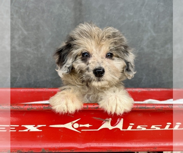 Medium Photo #3 Aussiedoodle Puppy For Sale in OCALA, FL, USA