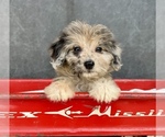 Small #2 Aussiedoodle