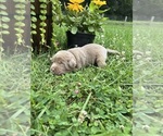 Small #1 Labrador Retriever