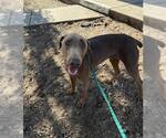 Small Doberman Pinscher