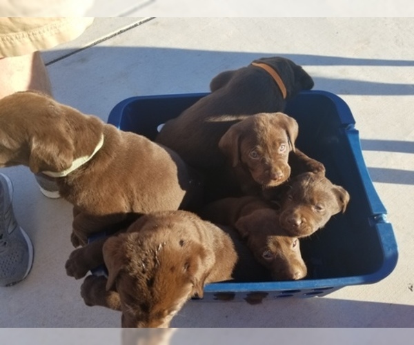 Medium Photo #18 Labrador Retriever Puppy For Sale in PARK CITY, KS, USA