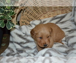 Small #2 Golden Retriever