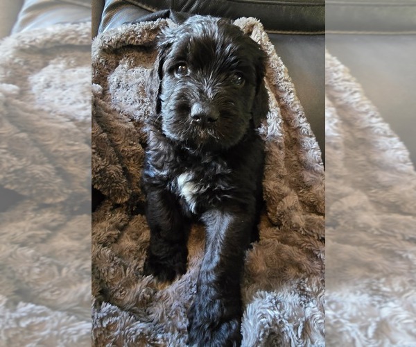 Medium Photo #4 Saint Berdoodle Puppy For Sale in LAKE PARK, GA, USA