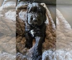 Puppy Onyx Saint Berdoodle