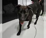 Small American Pit Bull Terrier-Labrador Retriever Mix