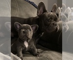 Small #1 French Bulldog