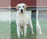 Small Photo #1 Labrador Retriever Puppy For Sale in SYRACUSE, IN, USA