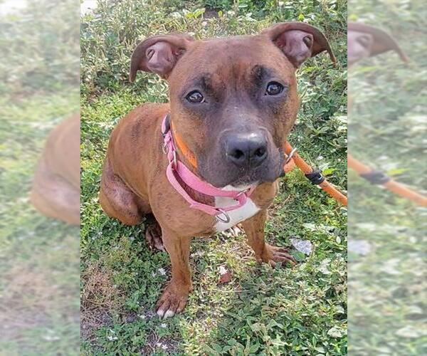 Medium Photo #1 Boxer Puppy For Sale in Fort Lauderdale, FL, USA