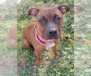 Boxer Dogs for adoption in Fort Lauderdale, FL, USA