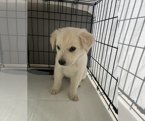 English Cream Golden Retriever-Mutt Mix Puppy for sale in PRESCOTT VALLEY, AZ, USA