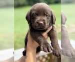 Puppy Blue Labrador Retriever