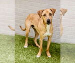 Small #3 Labrador Retriever Mix