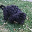 Small Photo #2 Zuchon Puppy For Sale in BROOKEVILLE, MD, USA