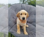 Small Photo #1 Golden Labrador Puppy For Sale in CROSWELL, MI, USA