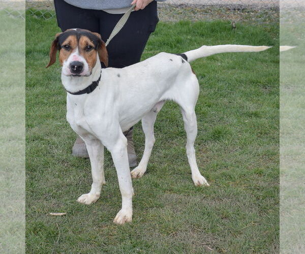 Medium Photo #10 Treeing Walker Coonhound Puppy For Sale in Huntley, IL, USA