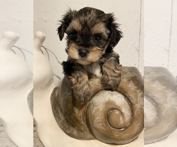 Medium Photo #2 Morkie Puppy For Sale in GREENVILLE, NC, USA