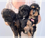 Small Photo #68 Miniature Bernedoodle Puppy For Sale in AUBURNDALE, FL, USA