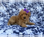Small #5 Cavapoo (Miniature)