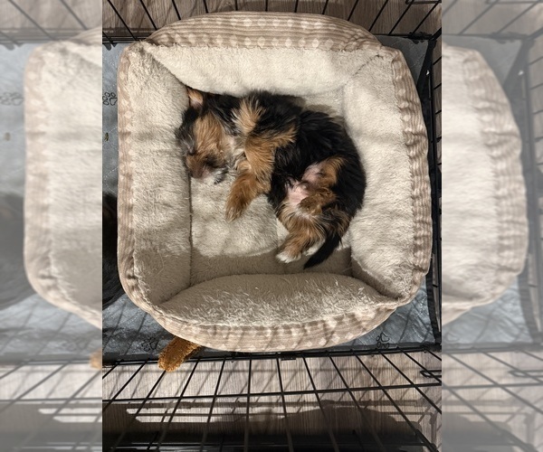 Medium Photo #2 Yorkshire Terrier Puppy For Sale in KATY, TX, USA