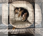Donut - Male Yorkshire Terrier Puppy for Sale - Photo #2