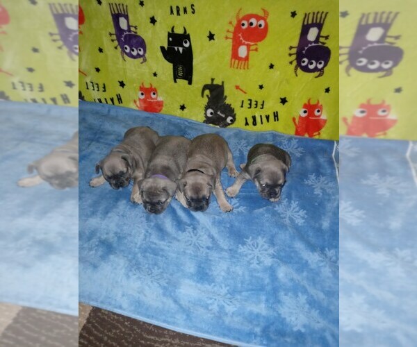 Medium Photo #1 French Bulldog Puppy For Sale in SUMPTER TWP, MI, USA