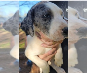Great Dane Puppy for sale in KINGS MOUNTAIN, NC, USA