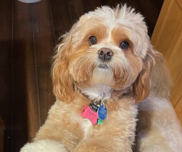Medium Photo #1 Cavachon-Cavalier King Charles Spaniel Mix Puppy For Sale in VANCOUVER, WA, USA