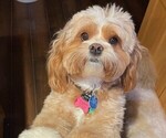 Small Photo #1 Cavachon-Cavalier King Charles Spaniel Mix Puppy For Sale in VANCOUVER, WA, USA