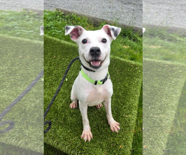 Medium Photo #1 Jack Russell Terrier-Unknown Mix Puppy For Sale in Rockaway, NJ, USA