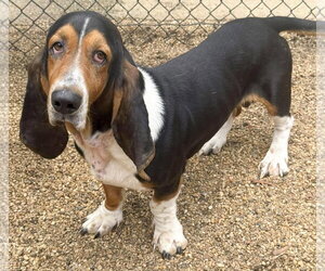 Basset Hound Dogs for adoption in Deepwater, NJ, USA