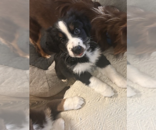 Medium Photo #3 Australian Shepherd Puppy For Sale in METAIRIE, LA, USA