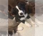Small #2 Australian Shepherd
