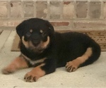 Small Photo #11 Rottweiler Puppy For Sale in MOUNT ORAB, OH, USA