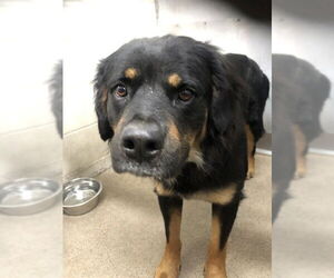 Rottweiler-Unknown Mix Dogs for adoption in San Bernardino, CA, USA