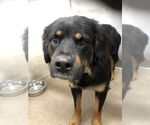 Small Rottweiler Mix