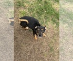 Small #4 Mutt