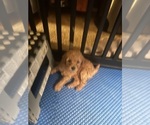 Small #2 Poodle (Miniature)
