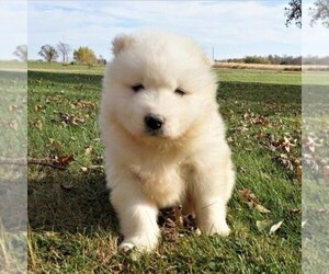 Samoyed Puppy for sale in THORP, WI, USA