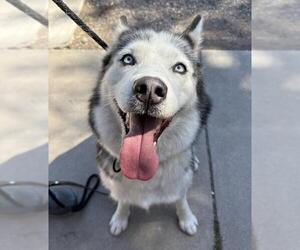 Siberian Husky Dogs for adoption in Santa Barbara, CA, USA