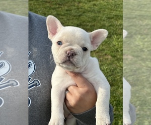 French Bulldog Puppy for sale in FINKSBURG, MD, USA